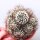 Turbinicarpus krainzianus XL CITES, not outside EU
