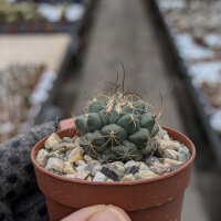 Turbinicarpus laui CITES, not outside EU