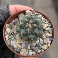 Turbinicarpus laui CITES, not outside EU