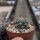 Turbinicarpus laui CITES, not outside EU