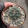 Turbinicarpus laui CITES, not outside EU