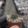 Turbinicarpus laui CITES, not outside EU
