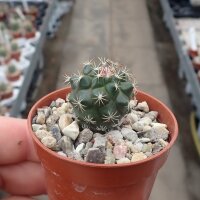 Turbinicarpus laui  CITES, not outside EU