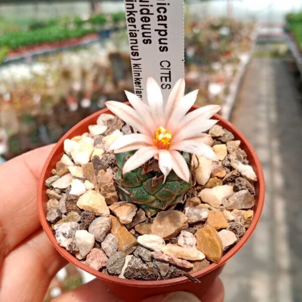 Turbinicarpus lilinkeuideuus CITES, not outside EU