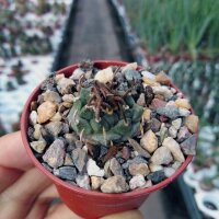 Turbinicarpus lilinkeuideuus CITES, not outside EU