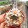 Turbinicarpus lilinkeuideuus CITES, not outside EU
