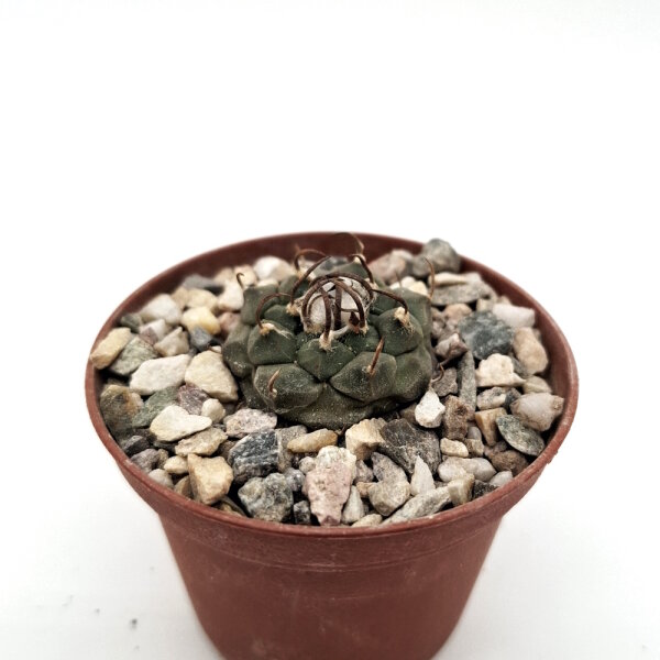 Turbinicarpus longispinus BO 494 Municipio Guadalcazar, SLP  CITES, not outside EU