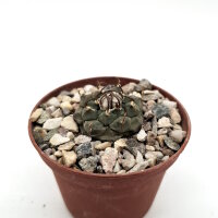 Turbinicarpus longispinus BO 494 Municipio Guadalcazar,...