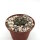 Turbinicarpus longispinus BO 494 Municipio Guadalcazar, SLP  CITES, not outside EU