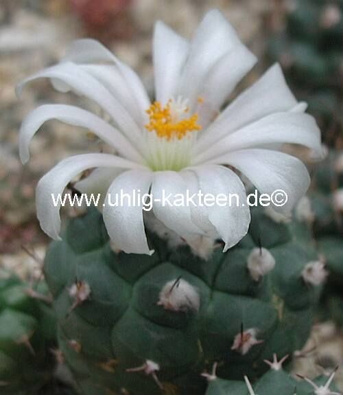 Turbinicarpus lophophoroides gipshaltige Böden mit hohem pH-WertCITES, not outside EU