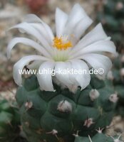 Turbinicarpus lophophoroides gipshaltige Böden mit...