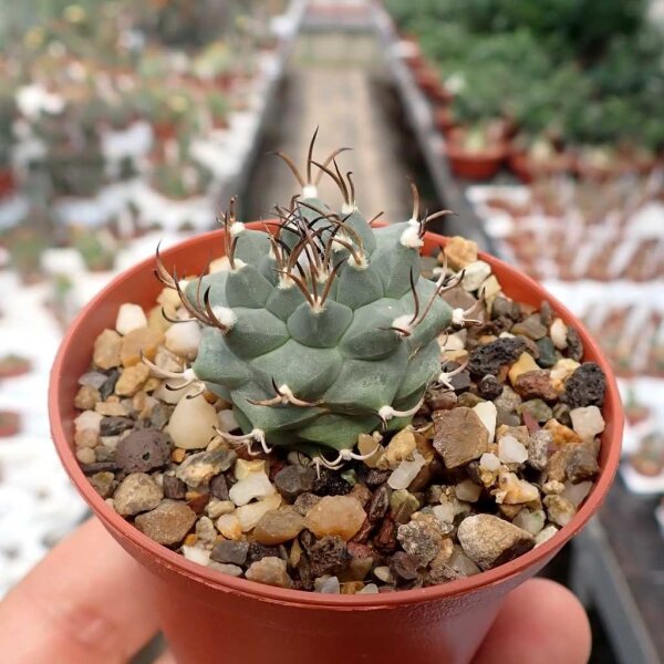 Turbinicarpus macrochele fo. frailensis w La Bonita CITES, not outside EU