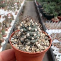 Turbinicarpus macrochele fo. frailensis w La Bonita...