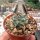 Turbinicarpus macrochele fo. frailensis w La Bonita CITES, not outside EU
