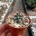 Turbinicarpus macrochele fo. frailensis w La Bonita CITES, not outside EU