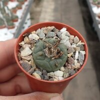 Turbinicarpus polaskii CITES, not outside EU