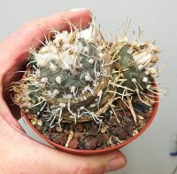 Turbinicarpus polaskii CITES, not outside EU