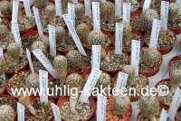 Turbinicarpus mandragora ssp. pailanus CITES, not outside EU