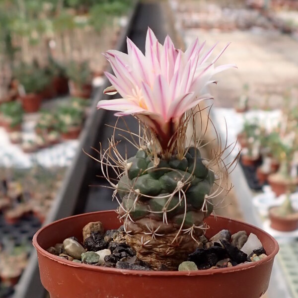 Turbinicarpus pseudomacrochele CITES, not outside EU