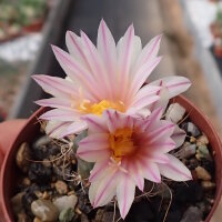 Turbinicarpus pseudomacrochele CITES, not outside EU