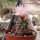 Turbinicarpus pseudomacrochele CITES, not outside EU