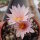 Turbinicarpus pseudomacrochele CITES, not outside EU