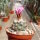 Turbinicarpus pseudomacrochele CITES, not outside EU