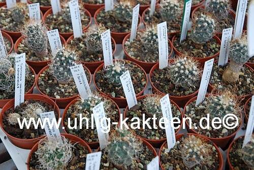 Turbinicarpus pseudomacrochele P. Bernal CITES, not outside EU