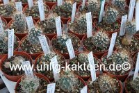 Turbinicarpus pseudomacrochele P. Bernal CITES, not...