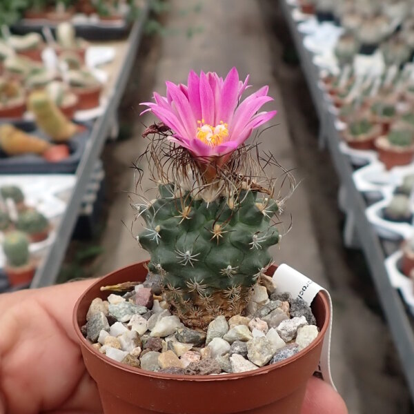 Turbinicarpus pseudomacrochele ssp. lausseri CITES, not outside EU