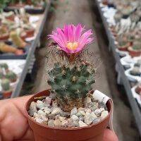 Turbinicarpus pseudomacrochele ssp. lausseri CITES, not...