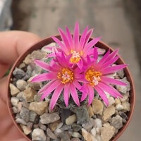 Turbinicarpus pseudomacrochele ssp. lausseri CITES, not...