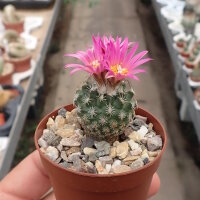 Turbinicarpus pseudomacrochele ssp. lausseri CITES, not outside EU