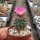 Turbinicarpus pseudomacrochele ssp. lausseri CITES, not outside EU