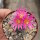 Turbinicarpus pseudomacrochele ssp. lausseri CITES, not outside EU