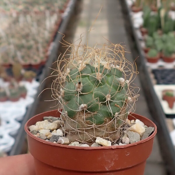 Turbinicarpus pseudomacrochele v. albiflora CITES, not outside EU