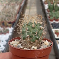 Turbinicarpus pseudomacrochele v. albiflora CITES, not...
