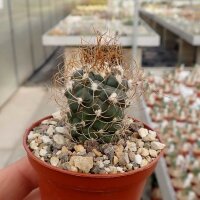 Turbinicarpus pseudomacrochele v. cardonal CITES, not...