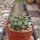 Turbinicarpus pseudomacrochele v. sphacellatus CITES, not outside EU