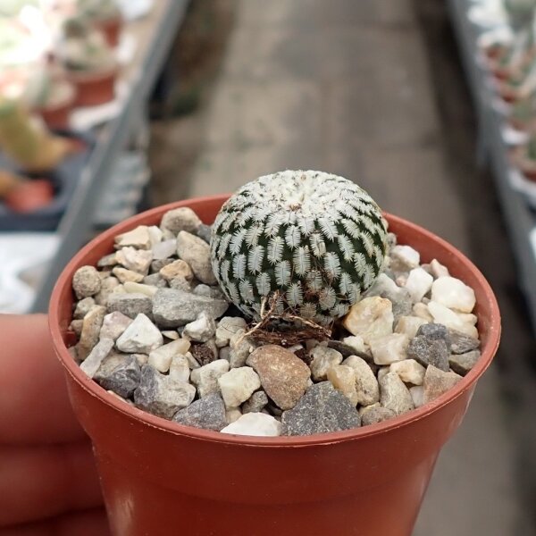 Turbinicarpus pseudopectinatus v. albiflora (syn. Pelecyphora) CITES, not outside EU