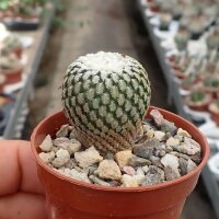 Turbinicarpus pseudopectinatus v. albiflora (syn....