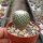 Turbinicarpus pseudopectinatus v. albiflora (syn. Pelecyphora) CITES, not outside EU