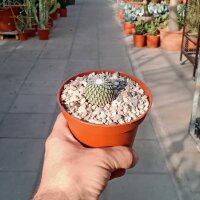 Turbinicarpus pseudopectinatus Dr. Arroyo CITES, not...