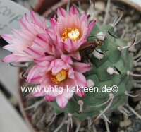 Turbinicarpus roseiflorus CITES, not outside EU