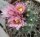Turbinicarpus roseiflorus CITES, not outside EU