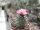 Turbinicarpus roseiflorus CITES, not outside EU