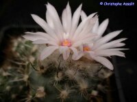 Turbinicarpus roseiflorus v. albiflorus CITES, not...