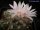 Turbinicarpus roseiflorus v. albiflorus CITES, not outside EU