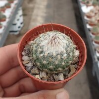 Turbinicarpus saueri CITES, not outside EU