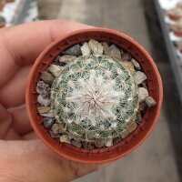 Turbinicarpus saueri CITES, not outside EU